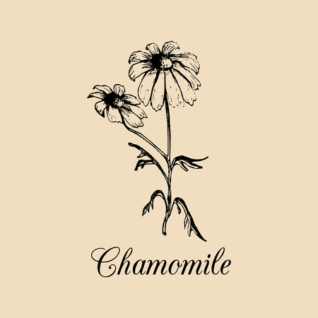 Vector chamomile with leaves, flowers illustration.Hand drawn botanical sketch of officinalis plant in engraving style.のイラスト素材