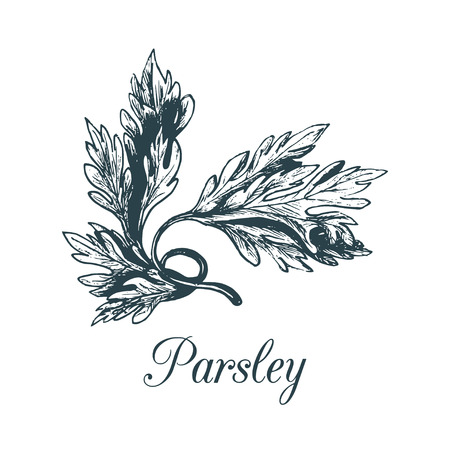 Vector parsley illustration. Hand drawn sketch of plant isolated. Botanical drawing of spice in engraving style. Green organic, eco herb.のイラスト素材