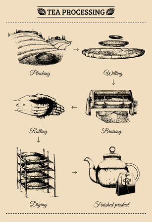 Vector infographics with illustrations of tea processing. Hand sketched scheme of authentic tea productionのイラスト素材