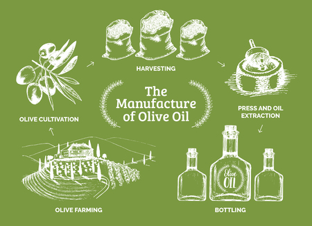 Vector vintage olive oil bottle illustration. Hand sketched rural farm production sign, label etc.のイラスト素材