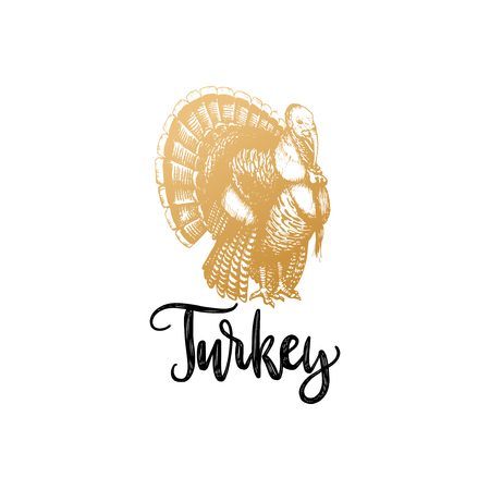 Vector hand lettering with turkey illustration. Invitation or festive greeting card template for Thanksgiving Dayのイラスト素材