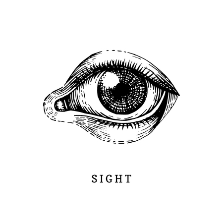 Hand drawn icon of human Sight sense in engraved style. Vector illustration of mans Eyeのイラスト素材