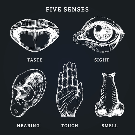 Icons set of five human senses in engraved style. Vector illustration of sensory organsのイラスト素材