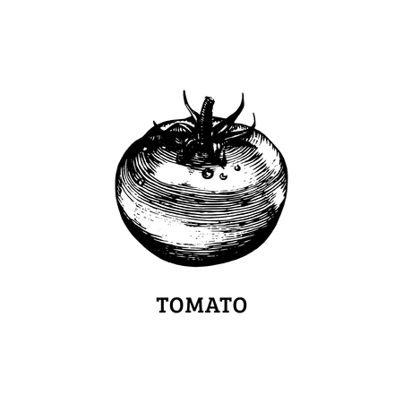 Hand drawn tomato. Vector illustration in engraved style. Vegetarian food sketch. Farm market productのイラスト素材