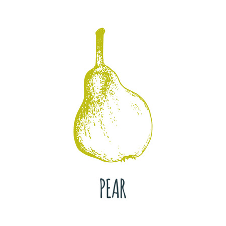 Hand drawn pear on white background. Vector illustration of fruit. Vegetarian food sketch.Farm market product.のイラスト素材