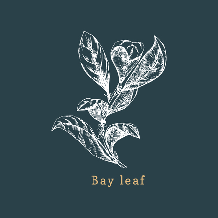 Vector bay leaf sketch. Drawn spice herb. Botanical illustration of organic plant. Used for farm sticker,shop label etc.のイラスト素材