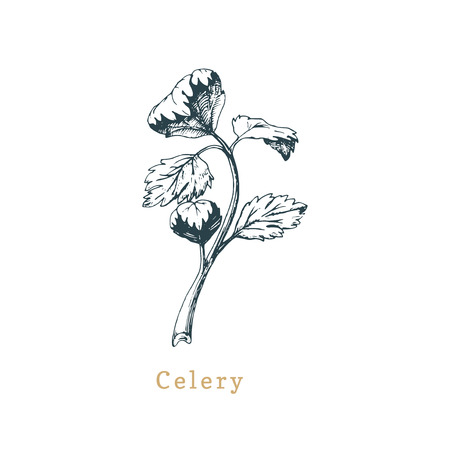Vector celery sketch. Drawn spice herb. Botanical illustration of organic, eco plant. Used for farm sticker, shop label.のイラスト素材