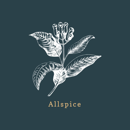 Vector allspice sketch. Drawn spice herb. Botanical illustration of organic, eco plant. Used for farm sticker,shop labelのイラスト素材