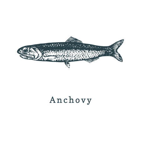 Illustration of anchovy. Fish sketch in vector. Drawn seafood in engraving style. Used for canning jar sticker, shop label etc.のイラスト素材