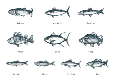 Illustration of fishes on whiteのイラスト素材