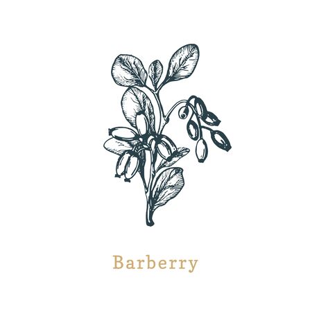Vector Barberry sketch. Drawn spice herb in engraving style. Botanical illustration of organic, eco plant.のイラスト素材
