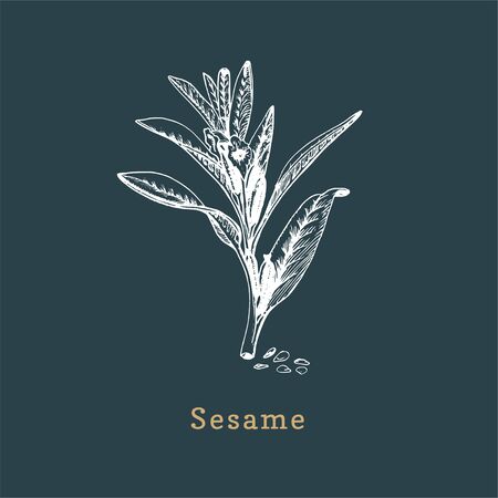 Vector Sesame sketch. Drawn spice herb in engraving style. Botanical illustration of organic, eco plant.のイラスト素材