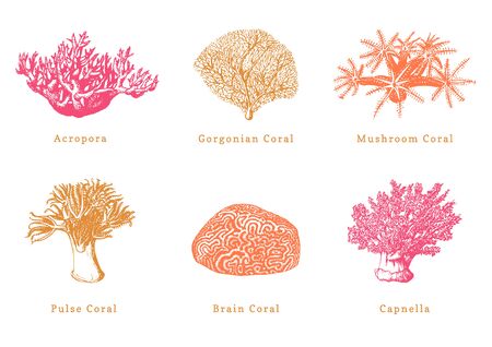 Collection of drawn sea polyps on whiteのイラスト素材