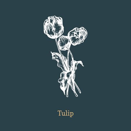 Tulips vector illustration. Hand drawn sketch of Lilies wild flowers in engraving style. Botanical plant isolated.のイラスト素材