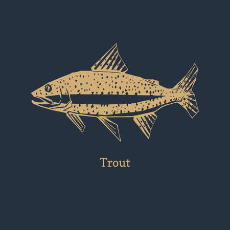 Trout illustration in vector.のイラスト素材