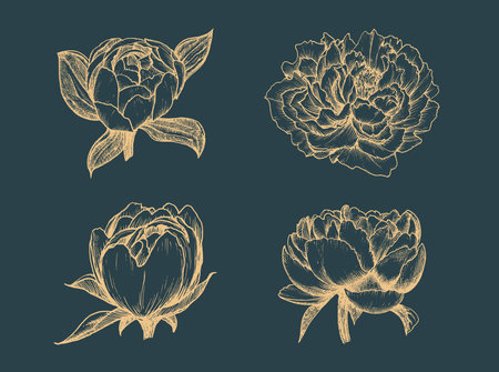 Peony drawings set. Sketches of flowers.のイラスト素材