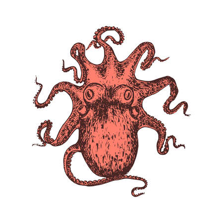Octopus, vintage image. Mollusk sketch in vector.のイラスト素材
