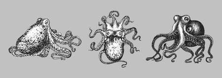 Octopus vintage sketches. Mollusk set in vector.のイラスト素材
