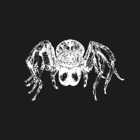Tarantula spider, vintage drawn sketch in vector.のイラスト素材