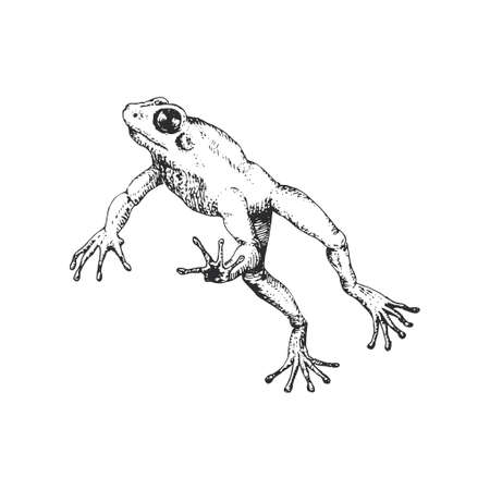 Frog in jump, vector sketch, drawn illustration.のイラスト素材