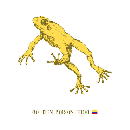 Golden poison frog in jump. Toad vector sketch.のイラスト素材