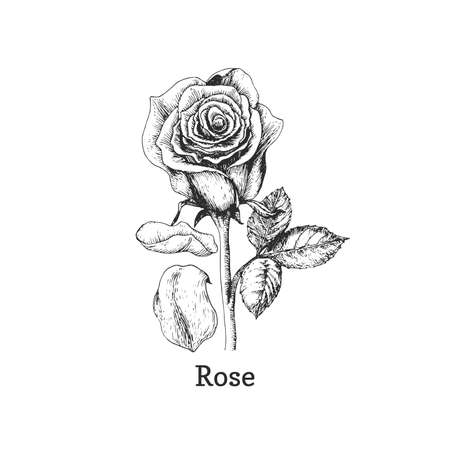 Rose flower sketch in vector, design element.のイラスト素材
