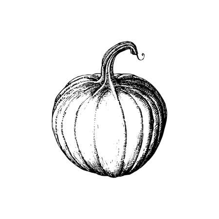 Pumpkin, sketch in vector. Drawn farm product.のイラスト素材
