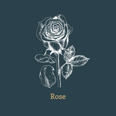 Rose flower sketch in vector, design element.のイラスト素材
