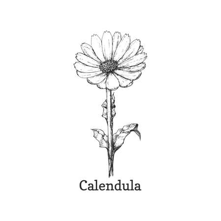 Calendula flower sketch in vector. Drawn Marigold.のイラスト素材