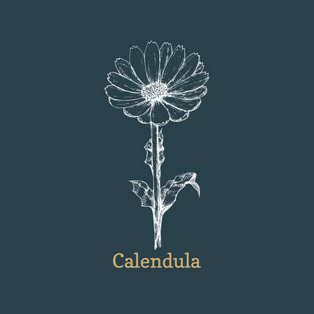 Calendula flower sketch in vector. Drawn Marigold.のイラスト素材
