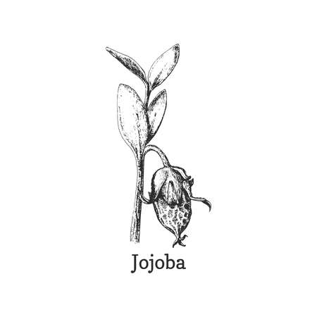 Jojoba branch with seed, sketch in vector.のイラスト素材