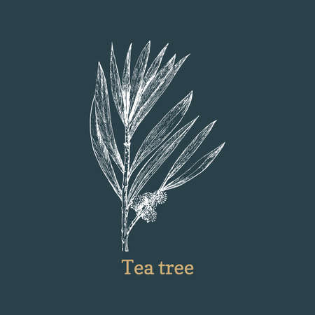 Tea tree, sketch in vector. Melaleuca, pharm plantのイラスト素材