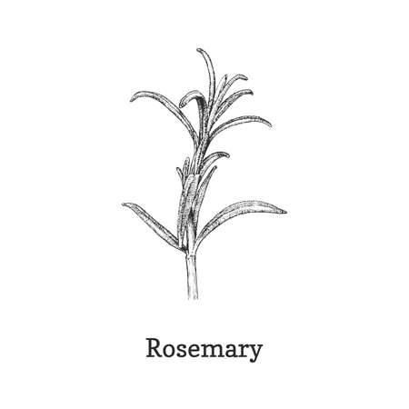 Rosemary branch sketch in vector, design element.のイラスト素材
