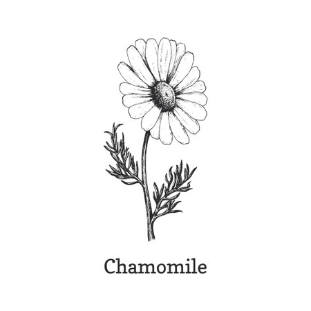 Chamomile flower sketch in vector, design element.のイラスト素材