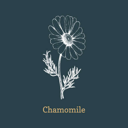 Chamomile flower sketch in vector, design element.のイラスト素材
