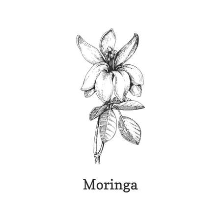 Moringa branch sketch in vector, design element.のイラスト素材