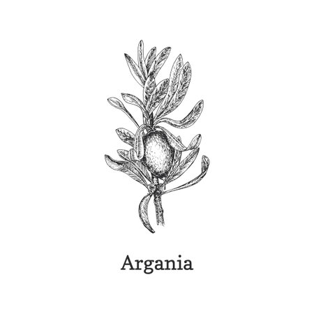 Argan branch with fruit, drawn sketch in vector.のイラスト素材