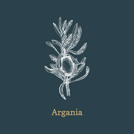 Argan branch with fruit, drawn sketch in vector.のイラスト素材