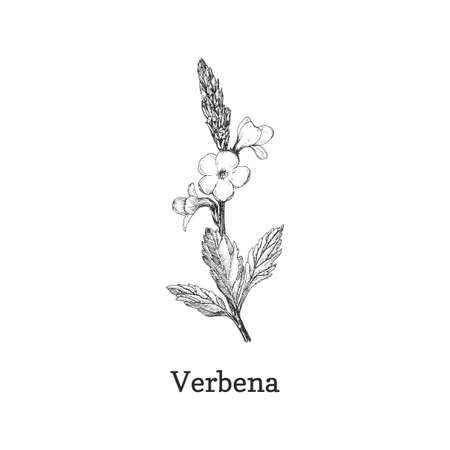 Verbena herb sketch in vector, design element.のイラスト素材