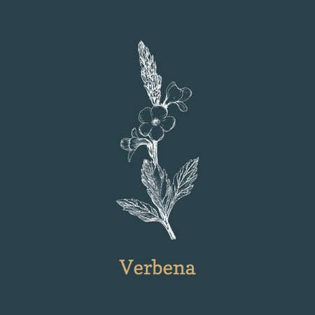 Verbena herb sketch in vector, design element.のイラスト素材