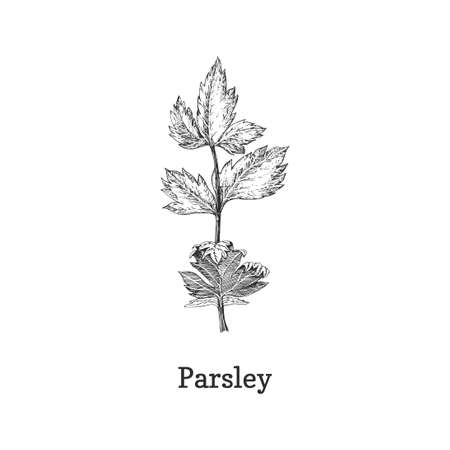 Parsley branch, sketch in vector, design element.のイラスト素材