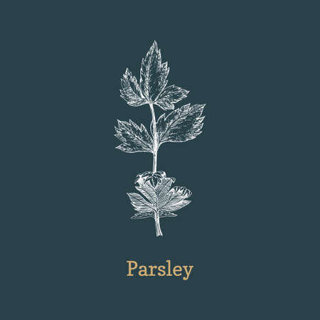 Parsley branch, sketch in vector, design element.のイラスト素材