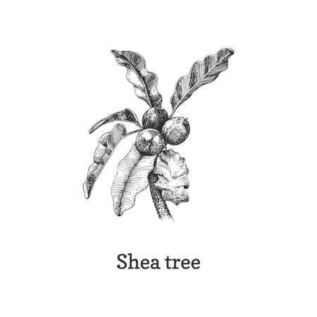 Shea tree branch with nuts, sketch in vector.のイラスト素材
