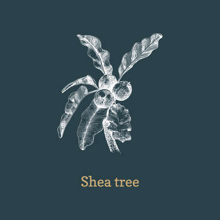 Shea tree branch with nuts, sketch in vector.のイラスト素材