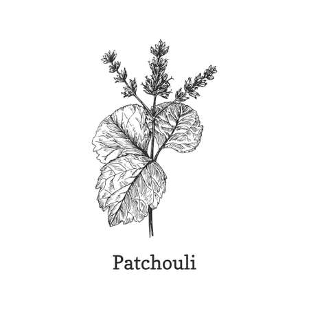 Patchouli branch sketch in vector, design elementのイラスト素材