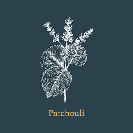 Patchouli branch sketch in vector, design elementのイラスト素材