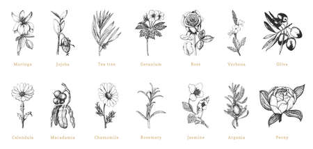 Officinalis plant sketches in vector, drawn set.のイラスト素材