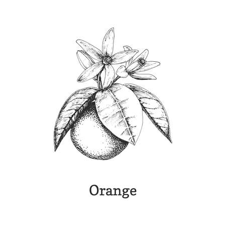 Orange branch with fruit, sketch in vector.のイラスト素材