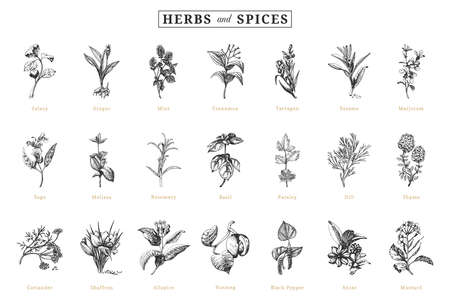 Herbs and spices, vector sketchs, design elements.のイラスト素材