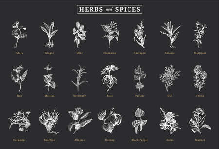 Herbs and spices, vector sketchs, design elements.のイラスト素材